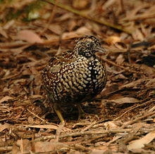 Black-breasted Button-quail male inskip.JPG