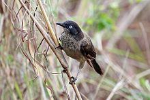 Blackcap babbler (Turdoides Reinwardtii stictilaema).jpg