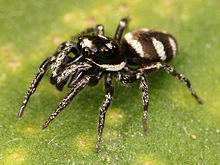 Kaldari Salticus scenicus male 01.jpg