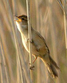 Marsh Grassbird.jpg