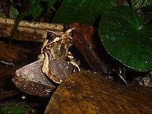 Megophrys montana, Taman Nasional Gunung Halimun Salak, 19012016.jpg