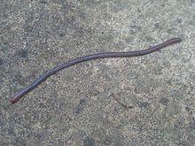 Regenworm1.jpg