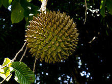 Sincuya El Salvador 2012.jpg