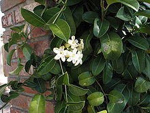 Stephanotis floribunda3L. Marie.jpg