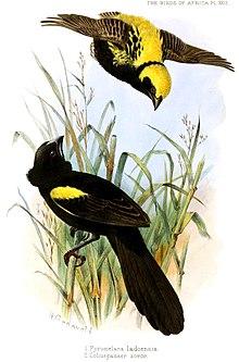 The birds of Africa, comprising all the species which occur in the Ethiopian region (1896) (14732608146), white background.jpg