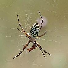 Wasp spider (Argiope bruennichi) dorsal.jpg