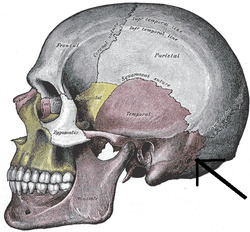Occipitomastoideus.PNG