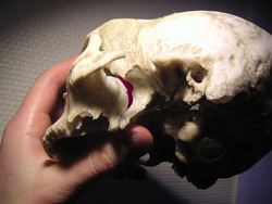 Pterygopalatine fossa.PNG