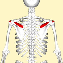 Supraspinatus muscle back4.png