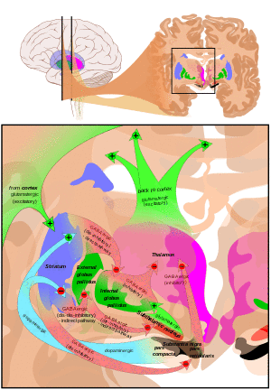 At the top, a line drawing of a side view of the human brain, with a cross section pulled out showing the basal ganglia structures in color near the center. At the bottom an expanded line drawing of the basal ganglia structures, showing outlines of each structure and broad arrows for their connection pathways.