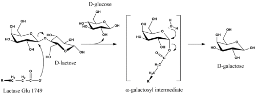 Proposed mechanism of lactose hydrolysis by Lactase enzyme