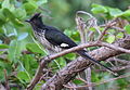 Levaillant's Cuckoo, or African Striped Cuckoo, Clamator levaillantii, at Shingwedzi, Kruger Park (14523333351).jpg
