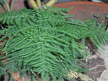 AsparagusPlumosus2.jpg