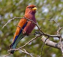 Broad-billed Roller (Eurystomus glaucurus) (11924782823), crop.jpg
