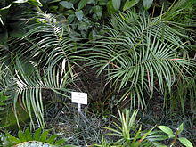 Ceratozamia norstogii - Botanischer Garten München-Nymphenburg - DSC08060.JPG