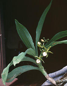 Cycnoches haagii - pl 4.jpg
