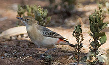 Epthianura tricolor -Karratha, Pilbara, Western Australia, Australia -female-8.jpg