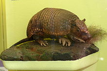 Nacktschwanzgürteltier (Cabassous unicinctus).jpg