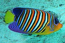 Pygoplites diacanthus by Jacek Madejski.jpg