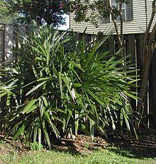 Rhapidophyllum Strongbad1982.jpg