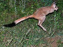 Spring Hare (Pedetes capensis) (6042009463).jpg