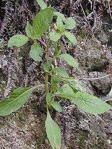 Starr 020803-0125 Crassocephalum crepidioides.jpg