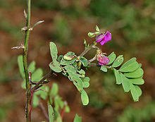 Tephrosia purpurea (Wild Indigo) in Narshapur, AP W IMG 0765.jpg