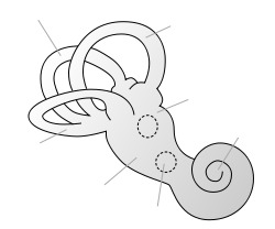 Bony labyrinth.svg
