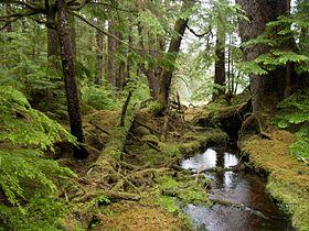 Windy Bay forest.jpg