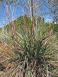 Hesperaloe (Agavaceae) Hesperaloe engelmannii fh 427.30 TX Mit langen Blütenstengeln.jpg