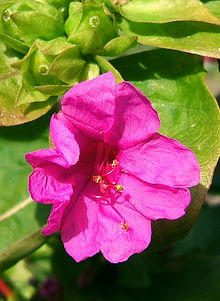 2006-10-18Mirabilis jalapa10.jpg