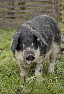 20101119 Mangalica 003.jpg