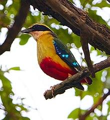 African Pitta (Pitta angolensis), Hwange National Park, Zimbabwe.jpg