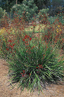 Anigozanthos.flavidus1.jpg