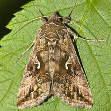 Autographa.gamma.6902.jpg