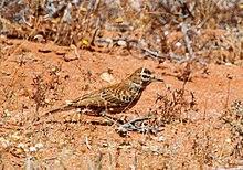 Calendulauda albescens.jpg