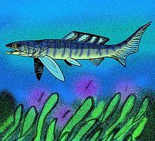 Gymnotrachelus hydei.jpg