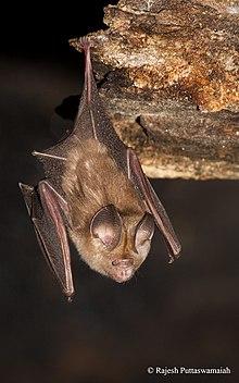 Khajuria's Leaf-nosed Bat (Hipposideros durgadasi).jpg