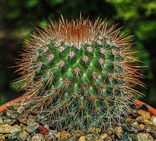 Mammillaria spinosissima by RO.jpg