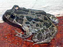 Marbled Frog.jpg