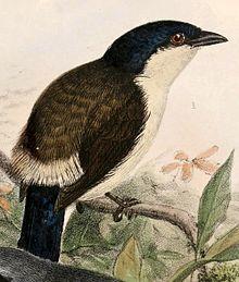 Nigrita fusconotus uropygialis 1869.jpg