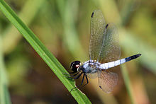 Pond adjutant (Aethriamanta gracilis) male.jpg