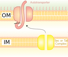 Autotransporter System