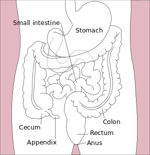 Stomach colon rectum diagram-en.svg