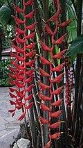 Heliconia longissima 2.jpg