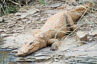Mugger crocodile Crocodylus palustris (2155269175).jpg