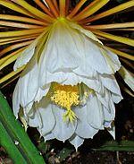 Selenicereus pteranthus 07.jpg