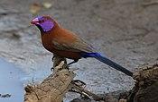 Violet-eared waxbill, Uraeginthus granatinus, at Pilanesberg National Park, Northwest Province, South Africa (28037408514).jpg