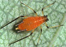 Aphid on leaf05.jpg
