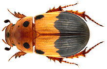 Aphodius (Adeloparius) septemmaculatus Fabricius (4526247080).jpg